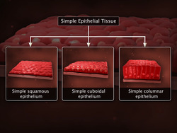 Epithelial Tissues Instructional Video