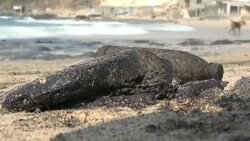 CLEAN : Oil spill off the coast of Aden after tanker sinks News Clip