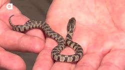 Baby Rattlesnake is Small but Deadly! Instructional Video