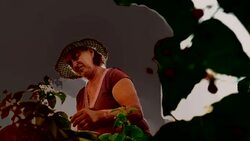 An elderly woman collects raspberries at sunset. Organic food. Stock Footage