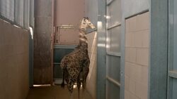How Zookeepers Train Newborn Giraffes to Step on a Scale Instructional Video
