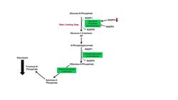 Pentose Phosphate Pathway - Regulation, Purpose and Importance in Human Health Instructional Video