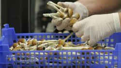 Cancer patient fights for access to psilocybin | Go Public News Clip