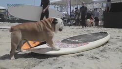 Tillman the Surfing Bulldog Instructional Video
