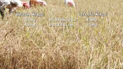 Nutritional Differences between Brown and White Rice Instructional Video