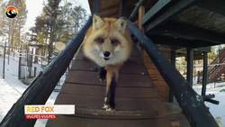 HUNGRY LIKE A WOLF - Feeding a Deer to Wolves! Instructional Video