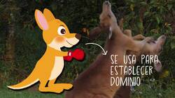 I WONDER - Why Do Kangaroos Box? Me Pregunto - Por Qué Los Canguros Boxean? Instructional Video