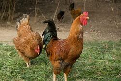 Columbus’s Second Voyage Instructional Video