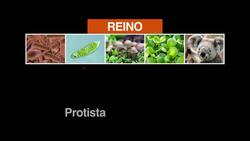 Reino Protista Instructional Video