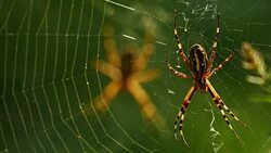Argiope bruennichi, wasp spider Stock Footage