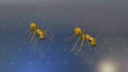 Tapeworms in ants keep hosts young for the strangest reason Instructional Video