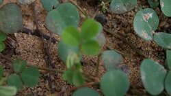 Black House Ant teamwork walking work in the nature Stock Footage