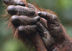 Pulgares inteligentes Instructional Video