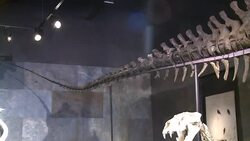 VOICED : Venden a un dinosaurio en Gran Bretana News Clip