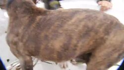 Dogs, cats rescued by boat in Jacksonville, North Carolina Instructional Video