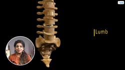 Amazing Facts About Bones: The Framework of our Body Instructional Video