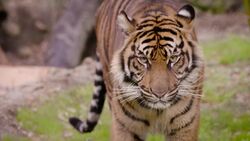 This Brave Tiger Makes a Full Recovery After a Very Serious Injury Instructional Video