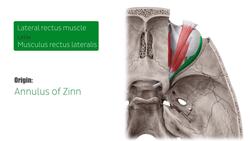 Lateral rectus muscle Instructional Video