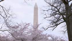 DC cherry blossoms draw visitors as blooms peak Instructional Video