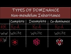 Incomplete Dominance and Codominance Instructional Video