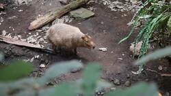 Biodiversity of Earth Instructional Video