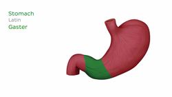 Digestive system Instructional Video