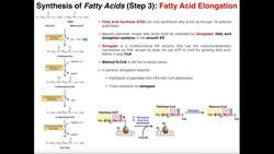Elongases in Lipid Biosynthesis Instructional Video