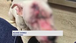 Man accused of stabbing, beating pit bull puppy arrested by Monticello police 17 times before News Clip