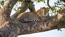 Introducing the Magnificent Big Cats Instructional Video