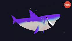 TED-Ed: Why did Megalodon go extinct? | Jack Cooper and Catalina Pimiento Instructional Video