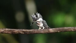 Kingfisher bird : adult Crested kingfisher (Megaceryle lugubris) Stock Footage