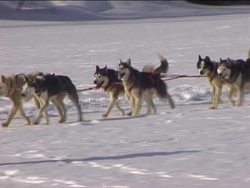 Animal Behavior Assessment Instructional Video