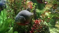 piranhas in seaweeds Stock Footage