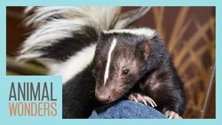 I Love You Forever Lollipop Instructional Video