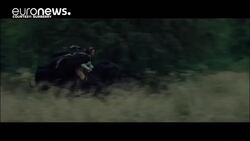 Battle of the ads News Clip