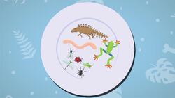 I WONDER - What Did The Archaeopteryx Eat? Me Pregunto - Qué Comía El Archaeopteryx? Instructional Video