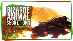 7 Bizarre Uses for Animal Secretions Instructional Video