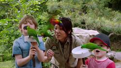 Parrots Turn the Australian Sky Into a Living Rainbow Instructional Video