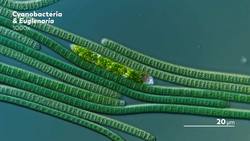 The Purple Bacteria That Are Afraid of Oxygen Instructional Video