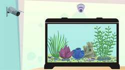 I WONDER - How Smart Are Octopi? Instructional Video