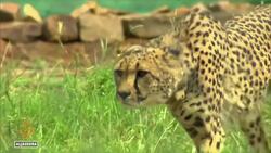 India welcomes back cheetahs, 70 years after local extinction News Clip