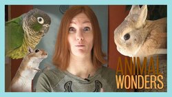 Animal Horror Stories Instructional Video