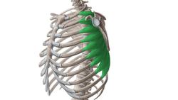 Daily Anatomy App Instructional Video