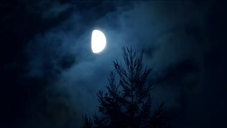 Moon with pines at nigh Stock Footage