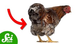 New Oil Spill Clean Up Method, Guess What? Instructional Video