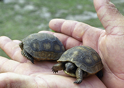 Conservation Instructional Video