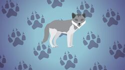 Are Wolves Loyal To Their Mates? Instructional Video