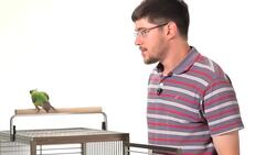 How to Take a Parrot In & Out of Its Cage Instructional Video