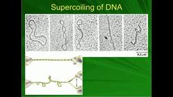 Introduction to DNA Supercoiling Instructional Video