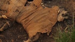 Shots of the an Animal Carcuss lying in the grassland News Clip